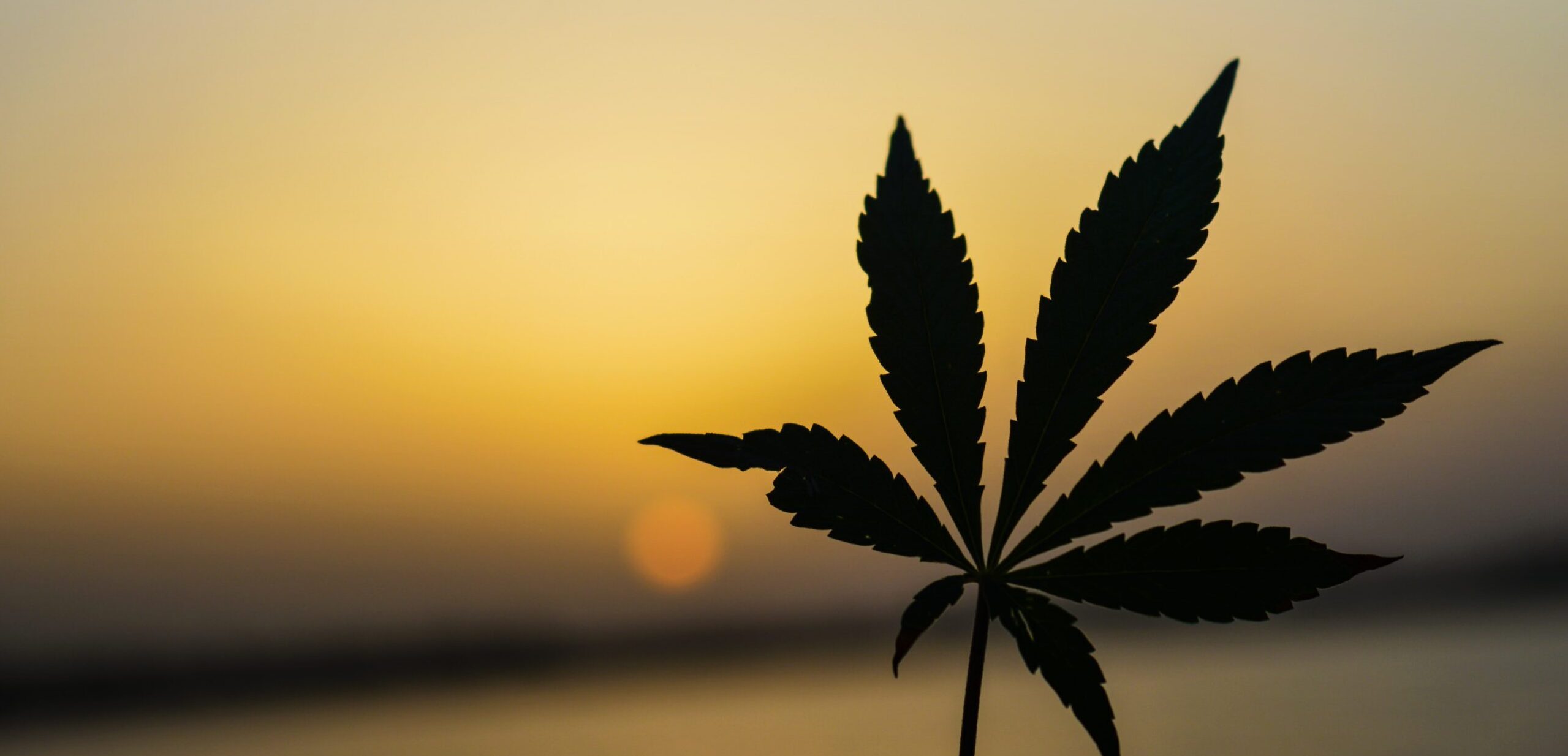 cbd oil of dayton hemp plant