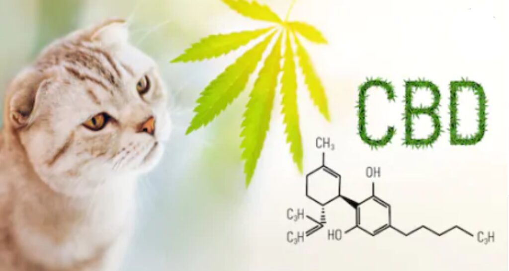 cbd oil of dayton cat and CBD molecule